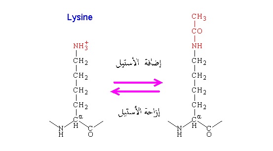 2415 بهجت عباس